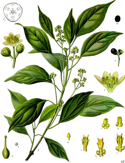 camphrier cinnamomum camphora